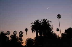 Palmes, nuit