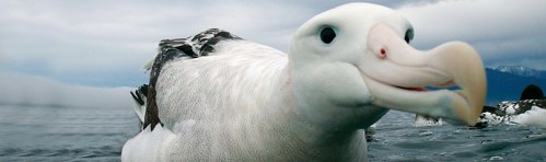 albatross_507792